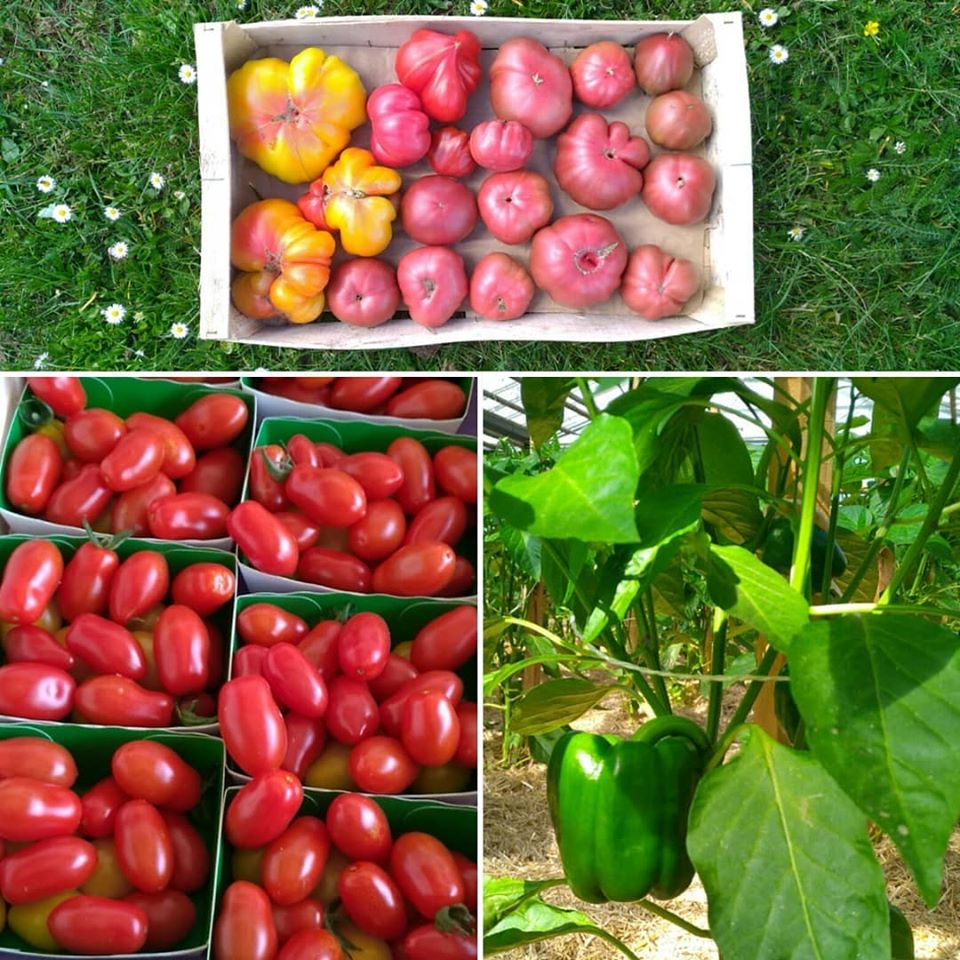 Fruits et Légumes frais dans les Yvelines
